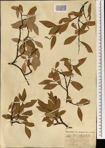 Ива сизая L., Монголия (MONG) (Монголия)