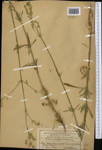 Смолевка волжская (Hornem.) Otth, Средняя Азия и Казахстан, Западный Тянь-Шань и Каратау (M3) (Казахстан)