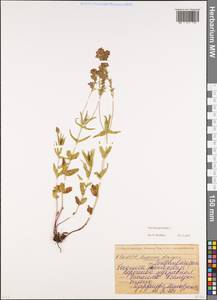 Вероника простертая L., Кавказ, Северная Осетия, Ингушетия и Чечня (K1c) (Россия)