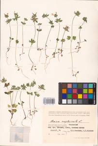 MHA 0 154 490, Яснотка стеблеобъемлющая L., Восточная Европа, Нижневолжский район (E9) (Россия)