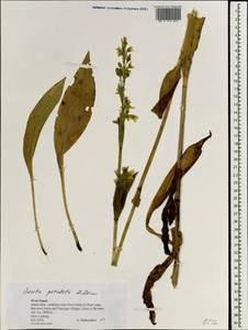 Swertia speciosa G. Don, Зарубежная Азия (ASIA) (Непал)