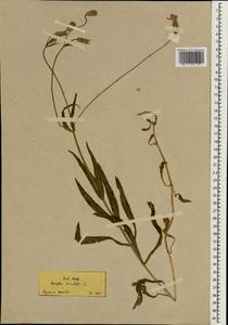 Колокольчик, Зарубежная Азия (ASIA) (Турция)