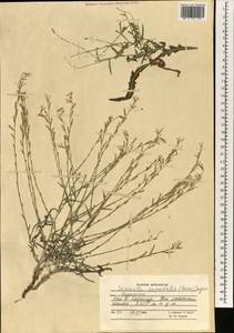 Lactuca orientalis subsp. orientalis, Зарубежная Азия (ASIA) (Афганистан)