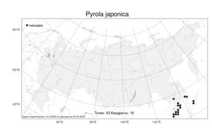 Pyrola japonica, Грушанка японская Klenze ex Alef., Атлас флоры России (FLORUS) (Россия)