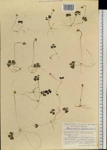 Coptidium lapponicum (L.) Á. Löve & D. Löve, Сибирь, Центральная Сибирь (S3) (Россия)