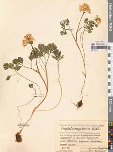 Хохлатка магаданская A.P.Khokhr., Сибирь, Чукотка и Камчатка (S7) (Россия)