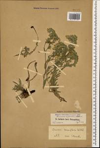 Оносма мелкоцветковая Willd., Кавказ (без точных местонахождений) (K0)