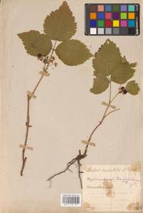 Костяника каменистая L., Восточная Европа, Средневолжский район (E8) (Россия)