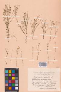 Песколюбочка постенная (L.) Ikonn., Восточная Европа, Восточный район (E10) (Россия)