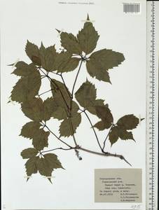 Девичий виноград пятилисточковый (L.) Planch., Восточная Европа, Центральный лесостепной район (E6) (Россия)