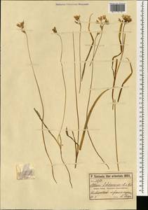 Allium zebdanense Boiss. & Noë, Зарубежная Азия (ASIA) (Турция)