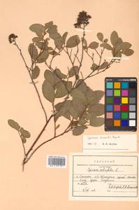 Спирея иволистная, Таволга иволистная L., Сибирь, Дальний Восток (S6) (Россия)