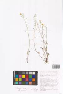 Жерушник короткоплодный (C.A.Mey.) Hayek, Восточная Европа, Нижневолжский район (E9) (Россия)