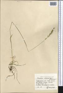 Трищетинник колосистый (L.) K.Richt., Средняя Азия и Казахстан, Северный и Центральный Тянь-Шань (M4) (Киргизия)