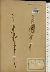 Щавель воробьиный, Щавелек L., Восточная Европа, Южно-Украинский район (E12) (Украина)