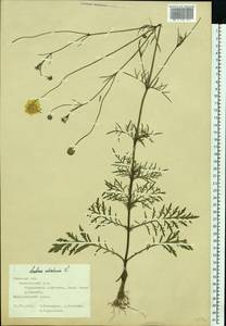 Скабиоза бледно-желтая L., Восточная Европа, Центральный лесостепной район (E6) (Россия)