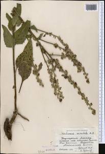 Коровяк Маршаллов Ivanina & Tzvelev, Средняя Азия и Казахстан, Джунгарский Алатау и Тарбагатай (M5) (Казахстан)