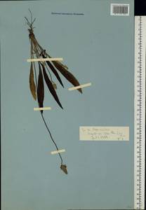 Подорожник ланцетный, Подорожник ланцетолистный L., Восточная Европа, Ростовская область (E12a) (Россия)