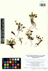 Viola alexandrowiana (W. Becker) Juz., Сибирь, Прибайкалье и Забайкалье (S4) (Россия)