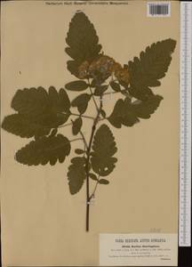 Hedlundia ×thuringiaca (Nyman) Sennikov & Kurtto, Западная Европа (EUR) (Австрия)