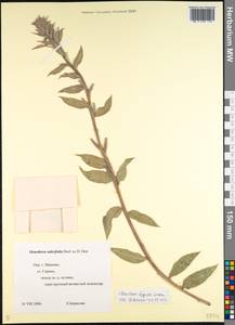 Oenothera villosa subsp. villosa, Восточная Европа, Центральный лесной район (E5) (Россия)