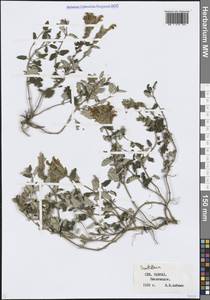 Шлемник, Кавказ, Ставропольский край, Карачаево-Черкесия, Кабардино-Балкария (K1b) (Россия)