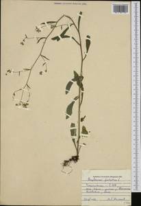 Володушка серповидная L., Западная Европа (EUR) (Чехия)