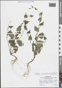 Гречишка вьюнковая (L.) Á.Löve, Восточная Европа, Средневолжский район (E8) (Россия)