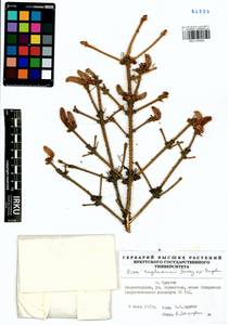 Picea engelmannii Parry ex Engelm., Сибирь, Прибайкалье и Забайкалье (S4) (Россия)