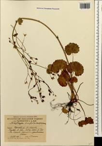 Saxifraga rotundifolia subsp. rotundifolia, Кавказ, Южная Осетия (K4b) (Южная Осетия)