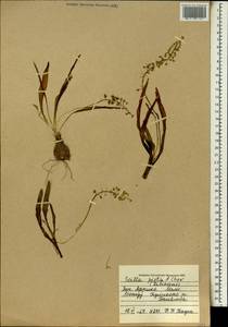 Ledebouria sudanica (A.Chev.) Burg, Африка (AFR) (Мали)