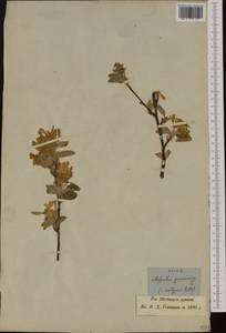 Мушмула германская L., Западная Европа (EUR) (Швейцария)