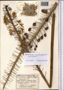 Eremurus saprjagajevii B.Fedtsch., Средняя Азия и Казахстан, Памир и Памиро-Алай (M2) (Таджикистан)