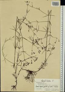 Cynanchica tinctoria (L.) Fourr., Восточная Европа, Центральный лесостепной район (E6) (Россия)