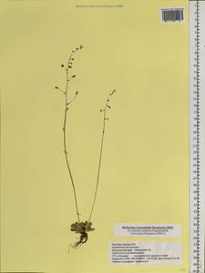 Камнеломка листочковая (R. Br.) Gornall, Сибирь, Центральная Сибирь (S3) (Россия)