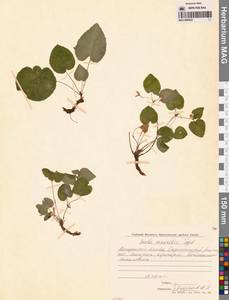 Фиалка Морица Tepl., Сибирь, Чукотка и Камчатка (S7) (Россия)