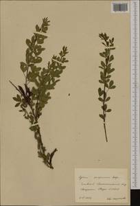 Cytisus purpureus Scop., Ботанические сады и дендрарии (GARD) (Россия)