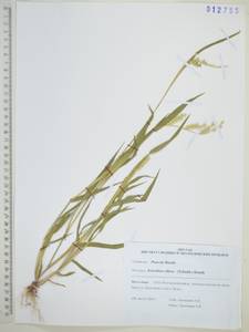 Шерстняк мохнатый (Thunb.) Kunth, Сибирь, Дальний Восток (S6) (Россия)