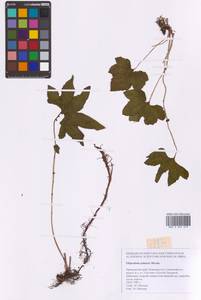 Filipendula digitata (Willd.) Bergmans, Сибирь, Дальний Восток (S6) (Россия)