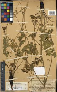 Бороздоплодник туркестанский (Franch.) Schischk., Средняя Азия и Казахстан, Западный Тянь-Шань и Каратау (M3) (Казахстан)