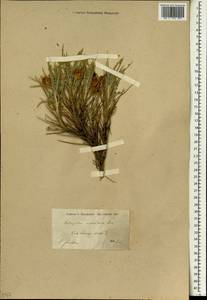 Astragalus murinus, Зарубежная Азия (ASIA) (Иран)