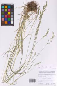 Мятлик обыкновенный L., Восточная Европа, Московская область и Москва (E4a) (Россия)