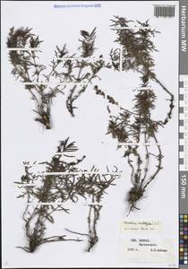 Вероника многораздельная L., Кавказ, Ставропольский край, Карачаево-Черкесия, Кабардино-Балкария (K1b) (Россия)