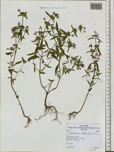 Пикульник ладанниковый L., Сибирь, Алтай и Саяны (S2) (Россия)