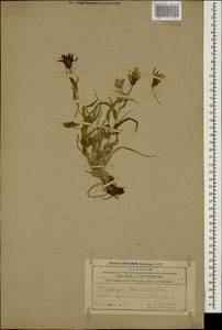 Tragopogon marginatus Boiss. & Buhse, Кавказ, Азербайджан (K6) (Азербайджан)