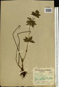 Герань лесная L., Восточная Европа, Северный район (E1) (Россия)