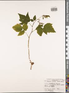 Малина обыкновенная L., Восточная Европа, Центральный район (E4) (Россия)