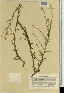 Heteropappus altaicus var. canescens (Nees) Serg., Зарубежная Азия (ASIA) (Афганистан)