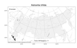 Astrantia trifida, Астранция трехнадрезная Hoffm., Атлас флоры России (FLORUS) (Россия)