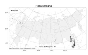 Rosa koreana, Шиповник корейский Kom., Атлас флоры России (FLORUS) (Россия)